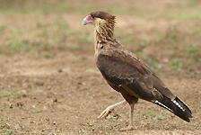 Caracara huppé